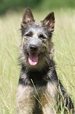 BOUVIER DES ARDENNES 032
